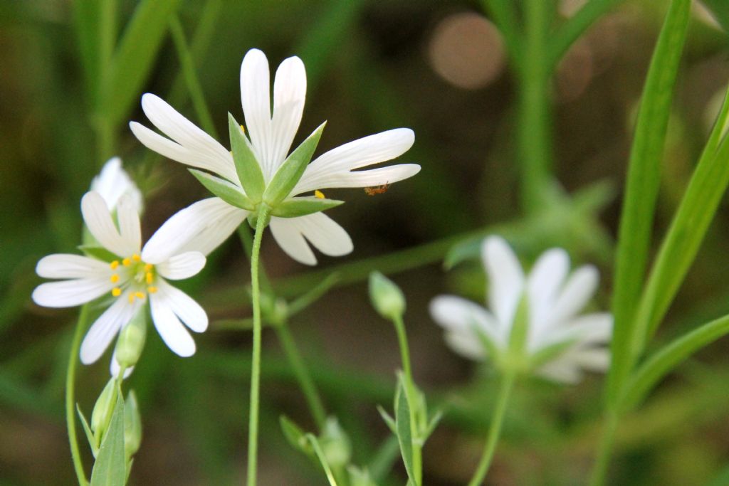 Stellaria holostea?